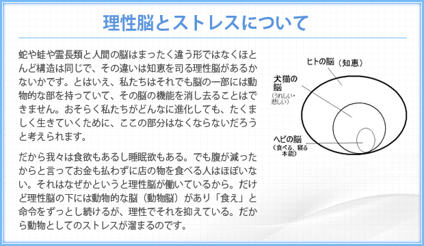 理性脳とストレスについて